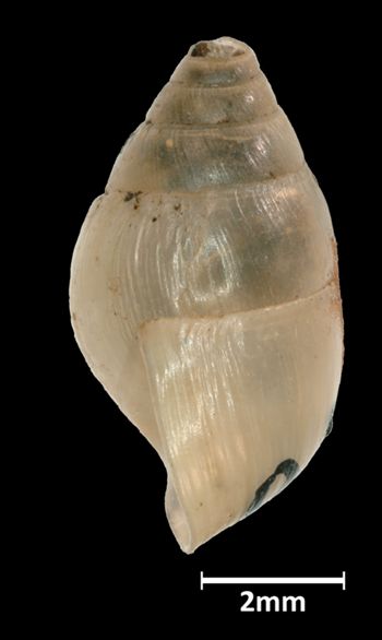 Media type: image;   Malacology 39829 Aspect: lateral